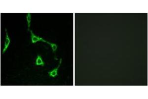 Immunofluorescence analysis of LOVO cells, using CDH10 Antibody. (CDH10 antibody  (AA 201-250))