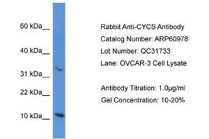 Western Blotting (WB) image for anti-Cytochrome C, Somatic (CYCS) (N-Term) antibody (ABIN786309) (Cytochrome C antibody  (N-Term))