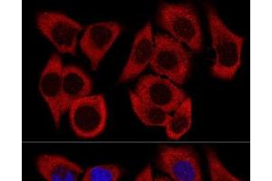 Confocal immunofluorescence analysis of HeLa cells using RPL36 Polyclonal Antibody at dilution of 1:200.