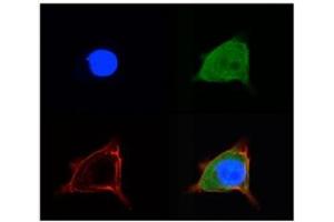 Auditory HEI-OCI (SLC2A5 antibody  (Middle Region))