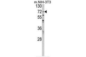 Western blot analysis of PABPC1 Antibody (Center) in NIH-3T3 cell line lysates (35ug/lane). (PABP antibody  (Middle Region))
