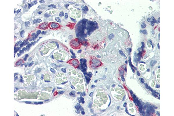 ZNF71 antibody  (C-Term)