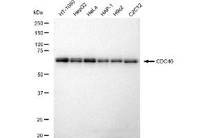 anti-Cell Division Cycle 40 (CDC40) antibody