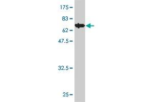Western Blot detection against Immunogen (70. (IDO1 antibody  (AA 1-403))