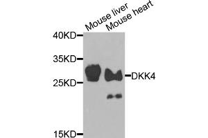 Western blot analysis of extracts of various cell lines, using DKK4 antibody (ABIN5974467) at 1/1000 dilution.