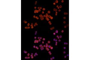 Immunofluorescence analysis of HT-29 cells using MTAP Rabbit mAb (ABIN7268498) at dilution of 1:100 (40x lens). (MTAP antibody)
