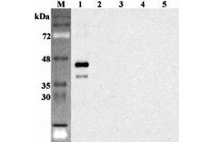 Western blot analysis using anti-Sirtuin 6 (human), pAb  at 1:2'000 dilution. (SIRT6 antibody)