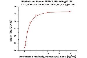 Immobilized Biotinylated Human TREM2, His,Avitag (ABIN6973295) at 1 μg/mL (100 μL/well) on streptavidin  precoated (2 μg/well) plate can bind A Antibody, Human IgG1 with a linear range of 0. (TREM2 Protein (AA 19-174) (His tag,AVI tag,Biotin))