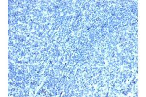 IHC analysis of formalin-fixed, paraffin-embedded human tonsil. (Recombinant CDX2 antibody)