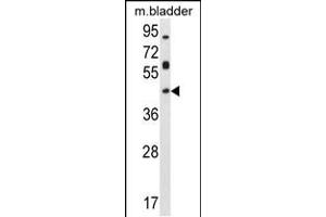 Western blot analysis in mouse bladder tissue lysates (35ug/lane). (Homeobox D13 antibody  (AA 202-230))