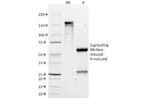 SDS-PAGE Analysis of Purified, BSA-Free MART-1 Antibody (clone M2-7C10). (MLANA antibody)