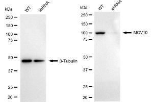 Western blotting analysis using Mov10 antibody (ABIN7799485).