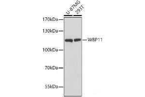 Western blot analysis of extracts of various cell lines using WBP11 Polyclonal Antibody at dilution of 1:3000. (WBP11 antibody)