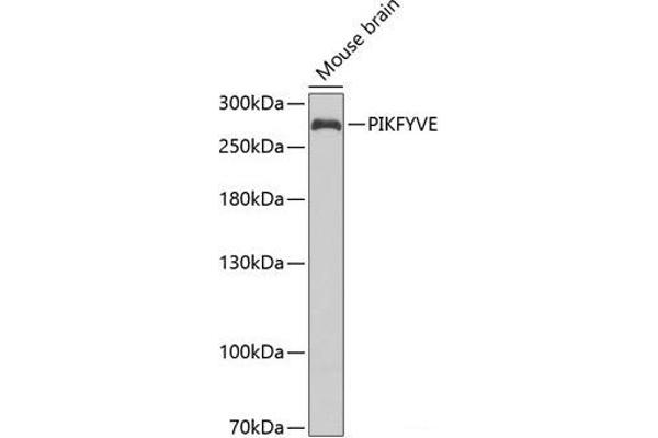 PIKFYVE antibody