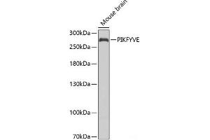 Western blot analysis of extracts of Mouse brain using PIKFYVE Polyclonal Antibody at dilution of 1:1000. (PIKFYVE antibody)