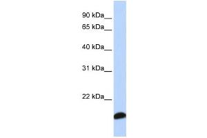 Western Blotting (WB) image for anti-Peroxiredoxin 5 (PRDX5) antibody (ABIN2459818)