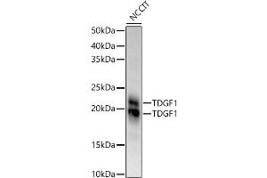 Western blot analysis of extracts of NCCIT cells, using TDGF1 antibody (ABIN3021341, ABIN3021342, ABIN3021343 and ABIN6214922) at 1:970 dilution. (TDGF1 antibody  (AA 1-188))