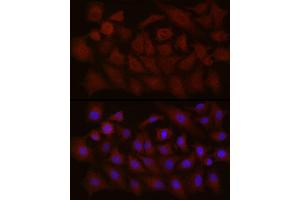 Immunofluorescence analysis of A-549 cells using NTF4 Rabbit pAb (ABIN3021387, ABIN3021388, ABIN3021389 and ABIN6214994) at dilution of 1:150 (40x lens). (Neurotrophin 4 antibody  (AA 25-210))