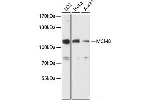 Western blot analysis of extracts of various cell lines using MCM8 Polyclonal Antibody at dilution of 1:3000. (MCM8 antibody)