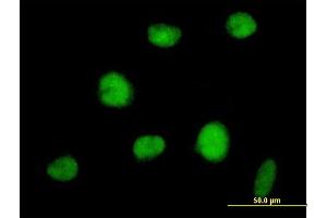 Immunofluorescence of purified MaxPab antibody to RNF144 on HeLa cell. (RNF144A antibody  (AA 1-292))