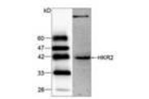 Image no. 1 for anti-Zinc Finger and SCAN Domain Containing 22 (ZSCAN22) antibody (ABIN791490) (ZSCAN22 antibody)