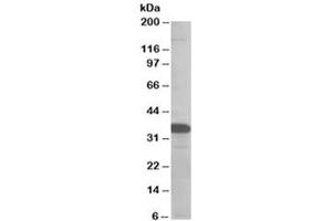 Western blot testing of MOLT4 lysate with SMUG1 antibody at 0. (SMUG1 antibody)