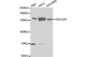 Western Blotting (WB) image for anti-Golgin A2 (GOLGA2) antibody (ABIN1876532) (Golgin A2 (GOLGA2) antibody)
