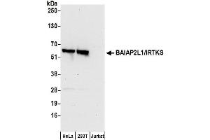 anti-BAI1-Associated Protein 2-Like-1 (BAIAP2L1) (AA 461-511) antibody