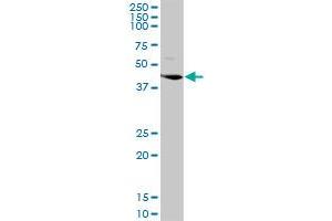 LGMN MaxPab rabbit polyclonal antibody. (LGMN antibody  (AA 1-433))