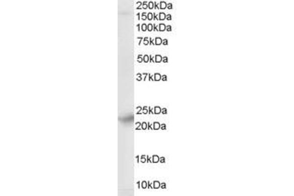 SYNGR4 antibody  (N-Term)