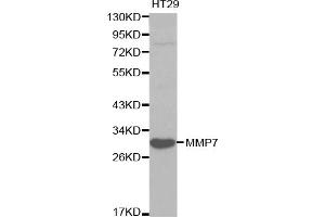 Western blot analysis of extracts of HT-29 cells, using MMP7 antibody. (MMP7 antibody)