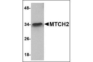 Western blot analysis of MTCH2 in 293 cell lysate with this product at 1 μg/ml. (MTCH2 antibody  (N-Term))
