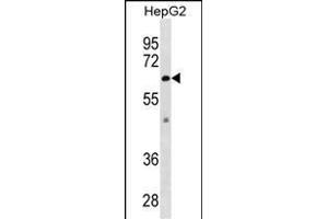 ZSTE24 Antibody (C-term) (ABIN1882012 and ABIN2838884) western blot analysis in HepG2 cell line lysates (35 μg/lane). (ZMPSTE24 antibody  (C-Term))