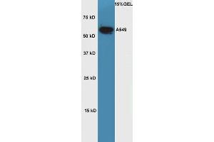 Lane 1: A549 cell lysates probed with Rabbit Anti-OCT2 Polyclonal Antibody, Unconjugated  at 1:5000 for 90 min at 37˚C. (Oct-2 antibody  (AA 11-100))