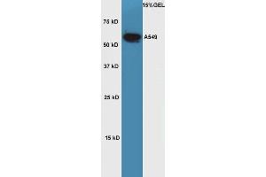Lane 1: A549 cell lysates probed with Rabbit Anti-OCT2 Polyclonal Antibody, Unconjugated  at 1:5000 for 90 min at 37˚C.