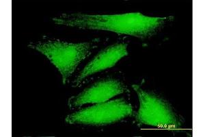 Immunofluorescence of purified MaxPab antibody to COX4NB on HepG2 cell. (COX4NB antibody  (AA 1-210))