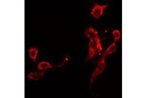 ABIN6275898 staining 293 by IF/ICC. (GPC5 antibody  (Internal Region))