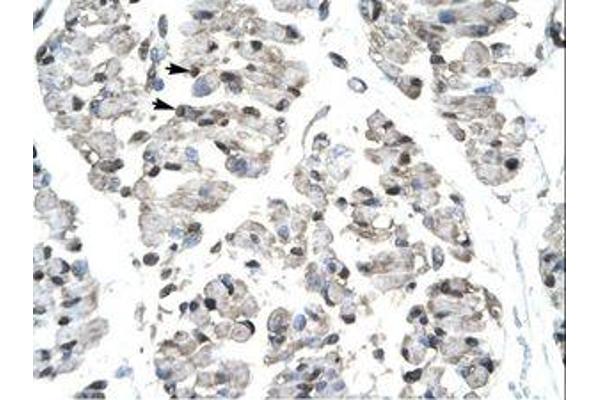 T-Bet antibody  (AA 338-387)
