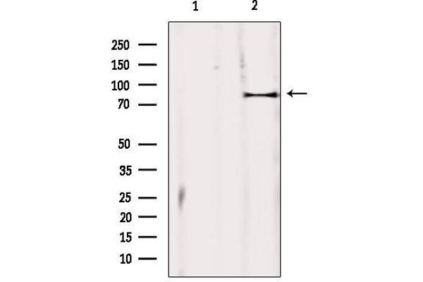 ZBTB17 antibody  (Internal Region)