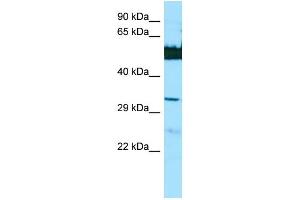 WB Suggested Anti-LGSN Antibody Titration: 1.