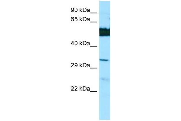 LGSN anticorps  (N-Term)
