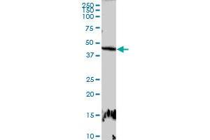 E2F2 MaxPab rabbit polyclonal antibody. (E2F2 antibody  (AA 1-437))