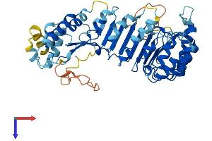 PRAME Family Member 1 (PRAMEF1) (AA 1-474) protein (His tag)