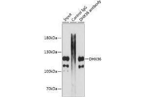 Immunoprecipitation analysis of 200 μg extracts of MCF7 cells using 3 μg DHX36 antibody (ABIN1679525, ABIN3019388, ABIN3019389 and ABIN6220867). (DHX36 antibody  (AA 1-260))