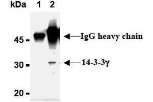 Western Blotting (WB) image for anti-14-3-3 gamma (YWHAG1) (AA 1-12), (N-Term) antibody (ABIN1449274)
