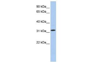 C15ORF26 antibody used at 1 ug/ml to detect target protein.
