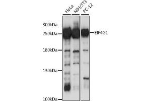 Western blot analysis of extracts of various cell lines, using EIF4G antibody (ABIN1512859, ABIN3021135 and ABIN3021136) at 1:1000 dilution. (EIF4G1 antibody)