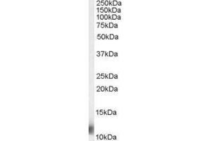 RPS27 antibody  (N-Term)