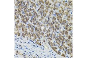 Immunohistochemistry of paraffin-embedded mouse stomach using MARVELD2 antibody. (Tricellulin antibody)