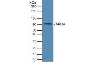 Figure. (AMH antibody  (AA 453-560))